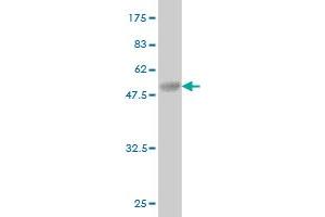 Western Blot detection against Immunogen (40.