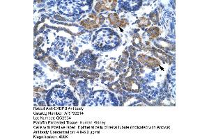 Human kidney (C4BPB anticorps  (N-Term))
