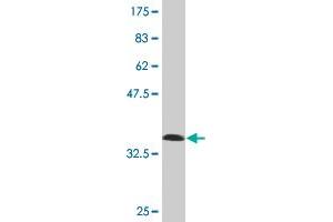 Western Blot detection against Immunogen (36.