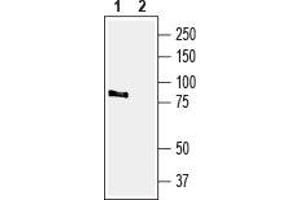 Western blot analysis of rat brain membranes: - 1.