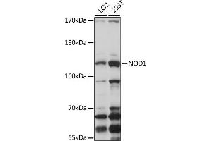 Western blot analysis of extracts of various cell lines, using NOD1 antibody (ABIN3021837, ABIN3021838, ABIN3021839 and ABIN6216095) at 1:1000 dilution. (NOD1 anticorps  (AA 1-270))