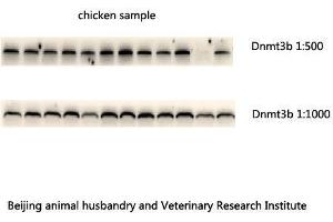 Western Blot (WB) analysis: Please contact us for more details.