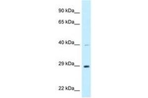 Image no. 1 for anti-DnaJ (Hsp40) Homolog, Subfamily C, Member 9 (DNAJC9) (AA 182-231) antibody (ABIN6747791)