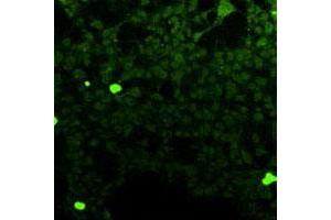 Immunofluorescence analysis of HEK 293T cells overexpressing human FFAR1, using Ffar1 monoclonal antibody, clone G16  . (FFAR1 anticorps)