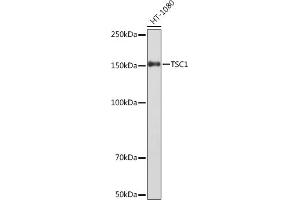Western blot analysis of extracts of HT-1080 cells, using TSC1 Rabbit mAb (ABIN1678705, ABIN7101763, ABIN7101764 and ABIN7101765) at 1:1000 dilution. (TSC1 anticorps)