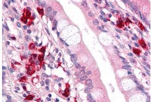 Anti-TFF2 antibody  ABIN1049400 IHC staining of human small intestine.