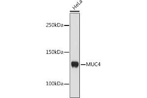 Western blot analysis of extracts of HeLa cells, using MUC4 antibody (ABIN7268692) at 1:1000 dilution. (MUC4 anticorps)