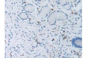 Detection of NCCT in Human Stomach Tissue using Polyclonal Antibody to Na-Cl Cotransporter (NCCT)