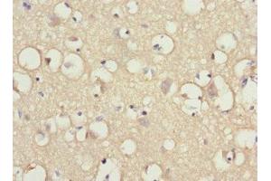 Immunohistochemistry of paraffin-embedded human brain tissue using ABIN7156711 at dilution of 1:100 (IFRD1 anticorps  (AA 1-240))