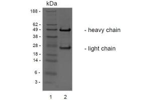 SDS-PAGE analysis of purified BCI-3E7 monoclonal antibody. (c-MET anticorps)