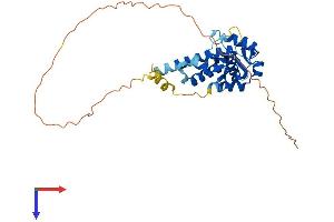 AlphaFold protein structure predicition of Human Recombinant MAGEA6 Protein, UniprotID P43360