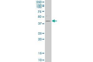 HDAC8 monoclonal antibody (M01), clone 2F4 Western Blot analysis of HDAC8 expression in Hela S3 NE .