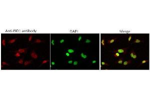 anti-EP300 Interacting Inhibitor of Differentiation 1 (EID1) (AA 1-19) antibody