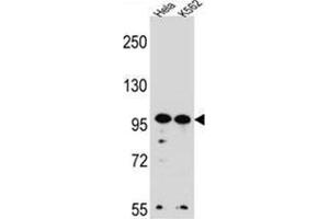 WDR3 Antibody (N-term) western blot analysis in Hela,K562 cell line lysates (35 µg/lane). (WDR3 anticorps  (N-Term))