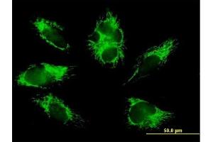 Immunofluorescence of purified MaxPab antibody to COX6B1 on HepG2 cell.