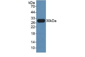 Mouse Capture antibody from the kit in WB with Positive Control: 293F transfected with EBI3 gene.