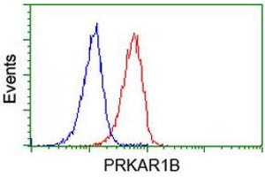 Image no. 7 for anti-Protein Kinase, CAMP-Dependent, Regulatory, Type I, beta (PRKAR1B) antibody (ABIN1500406)