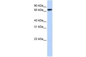 Western Blotting (WB) image for anti-KH-Type Splicing Regulatory Protein (KHSRP) antibody (ABIN2458502) (KHSRP anticorps)