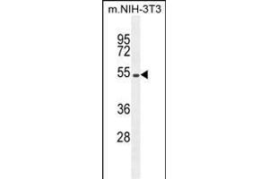 EIF2B4 Antibody (Center ) (ABIN655170 and ABIN2844788) western blot analysis in mouse NIH-3T3 cell line lysates (35 μg/lane).