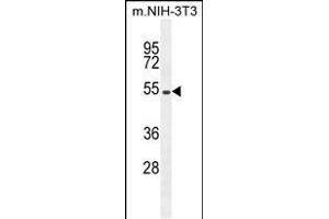 EIF2B4 Antibody (Center ) (ABIN655170 and ABIN2844788) western blot analysis in mouse NIH-3T3 cell line lysates (35 μg/lane). (EIF2B4 anticorps  (AA 146-175))