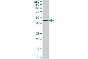 CTH MaxPab polyclonal antibody.