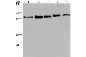 Western Blot analysis of MCF-7, 293T, A549, Hela and HepG2 cell using HNRNP L Polyclonal Antibody at dilution of 1:450 (HNRNPL anticorps)