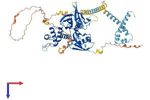 AlphaFold protein structure predicition of Mouse Recombinant Frmd3 Protein, UniprotID Q8BHD4