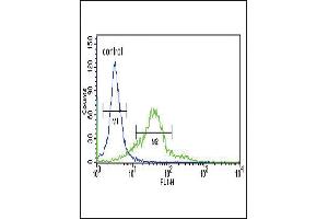 Sestrin-2 Antibody (Center) (ABIN652222 and ABIN2840929) flow cytometric analysis of 293 cells (right histogram) compared to a negative control cell (left histogram).