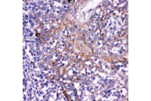 Anti- CD244 antibody, IHC(P) IHC(P): Human Tonsil Tissue (2B4 anticorps  (C-Term))