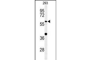 Western blot analysis of CDC45L Antibody in 293 cell line lysates (35ug/lane)