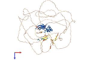 AlphaFold protein structure predicition of Mouse Recombinant Atxn1 Protein, UniprotID P54254