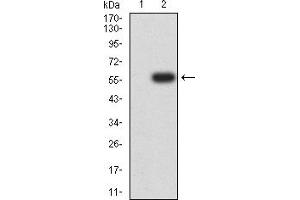 Western blot analysis using CD132 mAb against HEK293 (1) and CD132 (AA: extra 23-262)-hIgGFc transfected HEK293 (2) cell lysate.