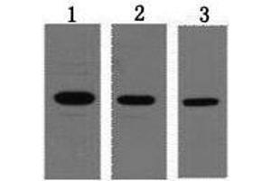 Western Blot analysis of 0. (T7-Tag anticorps)