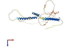 AlphaFold protein structure predicition of Mouse Recombinant Hey2 Protein, UniprotID Q9QUS4