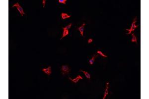 ABIN6268883 staining Raji? (CD40 anticorps  (C-Term))