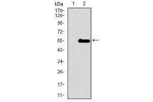Image no. 3 for anti-Inner Centromere Protein Antigens 135/155kDa (INCENP) antibody (ABIN1491465)