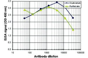 To determine the titer of the antibody, an ELISA was performed using a serial dilution of MECP2 polyclonal antibody  and the crude serum. (MECP2 anticorps  (C-Term))