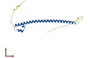 AlphaFold protein structure predicition of Mouse Recombinant Mafk Protein, UniprotID Q61827