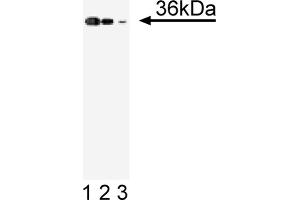 Western Blotting (WB) image for anti-Annexin A2 (ANXA2) (AA 123-328) antibody (ABIN967722) (Annexin A2 anticorps  (AA 123-328))