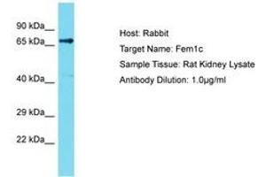 Image no. 1 for anti-Fem-1 Homolog C (FEM1C) (C-Term) antibody (ABIN6750382) (FEM1C anticorps  (C-Term))