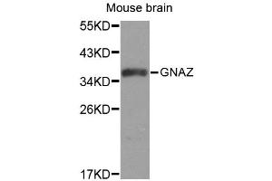 Western blot analysis of extracts of mouse brain, using GNAZ antibody (ABIN1872846). (GNaZ anticorps)
