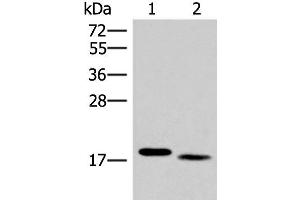 Western blot analysis of Mouse liver tissue and Human tonsil tissue lysates using IL36A Polyclonal Antibody at dilution of 1:300 (IL36A/IL1F6 anticorps)