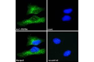 ABIN185350 Immunofluorescence analysis of paraformaldehyde fixed HeLa cells, permeabilized with 0.
