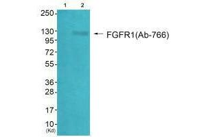 Western blot analysis of extracts from HepG2 cells (Lane 2), using FGFR1 (Ab-766) antiobdy. (FGFR1 anticorps  (Tyr766))
