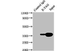 Immunoprecipitating E-Tag in 293F transfected whole cell lysate Lane 1: Mouse control IgG (1 μg) instead of ABIN7131634 in 293F transfected whole cell lysate. (E Tag anticorps)