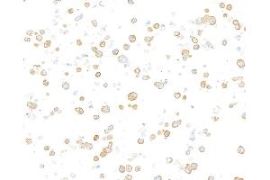 Immunocytochemistry (ICC) image for anti-Tubulin, beta (TUBB) (AA 1-50) antibody (ABIN7453995) (Recombinant TUBB anticorps  (AA 1-50))