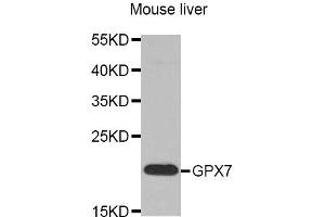 Western Blotting (WB) image for anti-Glutathione Peroxidase 7 (GPX7) antibody (ABIN1875741) (Glutathione Peroxidase 7 anticorps)