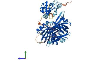 AlphaFold protein structure predicition of Human Recombinant CYB5R4 Protein, UniprotID Q7L1T6