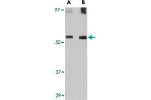 Western blot analysis of GDF6 in SK-N-SH lysate with GDF6 polyclonal antibody  at (A) 0. (GDF6 anticorps  (C-Term))
