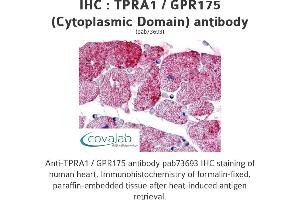 Image no. 1 for anti-Transmembrane Protein, Adipocyte Asscociated 1 (TPRA1) (2nd Cytoplasmic Domain) antibody (ABIN1740234) (GPR175 anticorps  (2nd Cytoplasmic Domain))